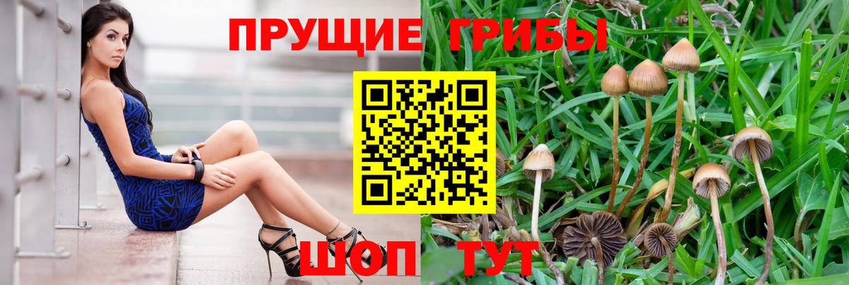 Псилоцибиновые грибы Psilocybe  Псилоцибиновые грибы прущие грибы  Вход с VPN  Приморско-Ахтарск 